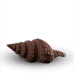Molde de concha Ranella Olearium