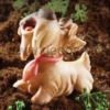 Scottish Terrier Perro Curioso molde de silicona